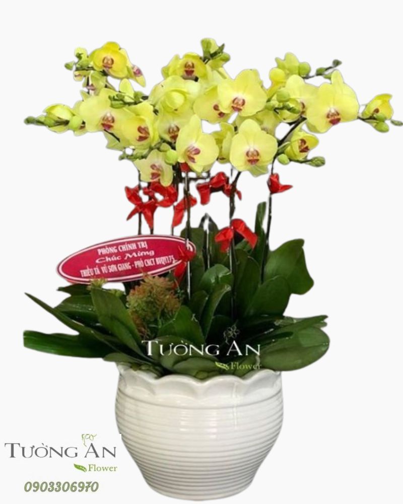  Chậu 9 Cành lan Hồ Điệp Vàng - S854 