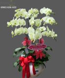  Chậu 9 Cành Lan Hồ Điệp Xanh Bơ - S922 