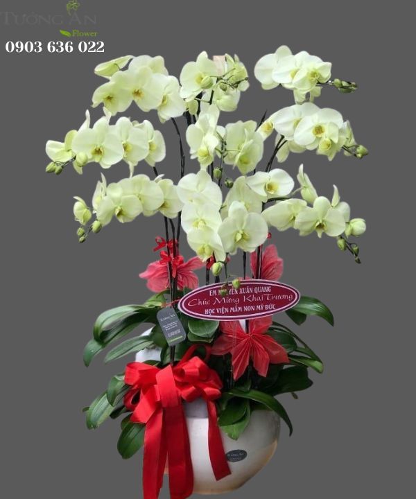  Chậu 9 Cành Lan Hồ Điệp Xanh Bơ - S922 