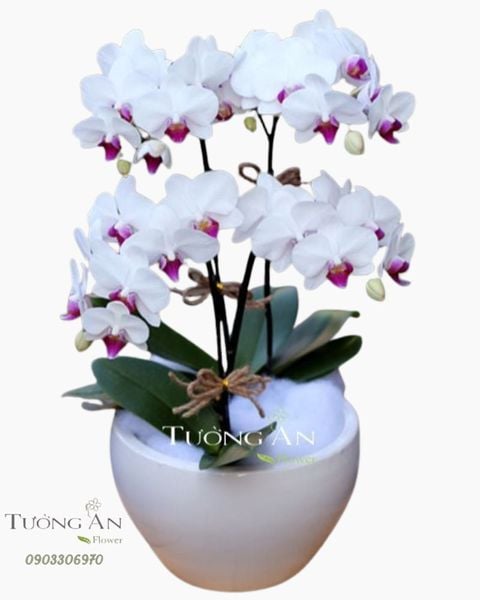 chau-hoa-lan-be-xinh-s658