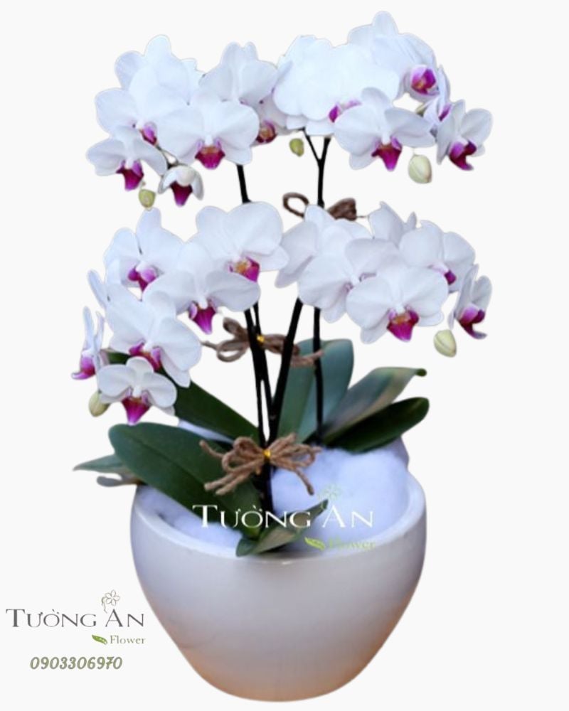  Chậu Hoa Lan Bé Xinh - S658 