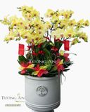  Chậu Hoa Lan Hồ Điệp 15 Cây Vàng - S934 