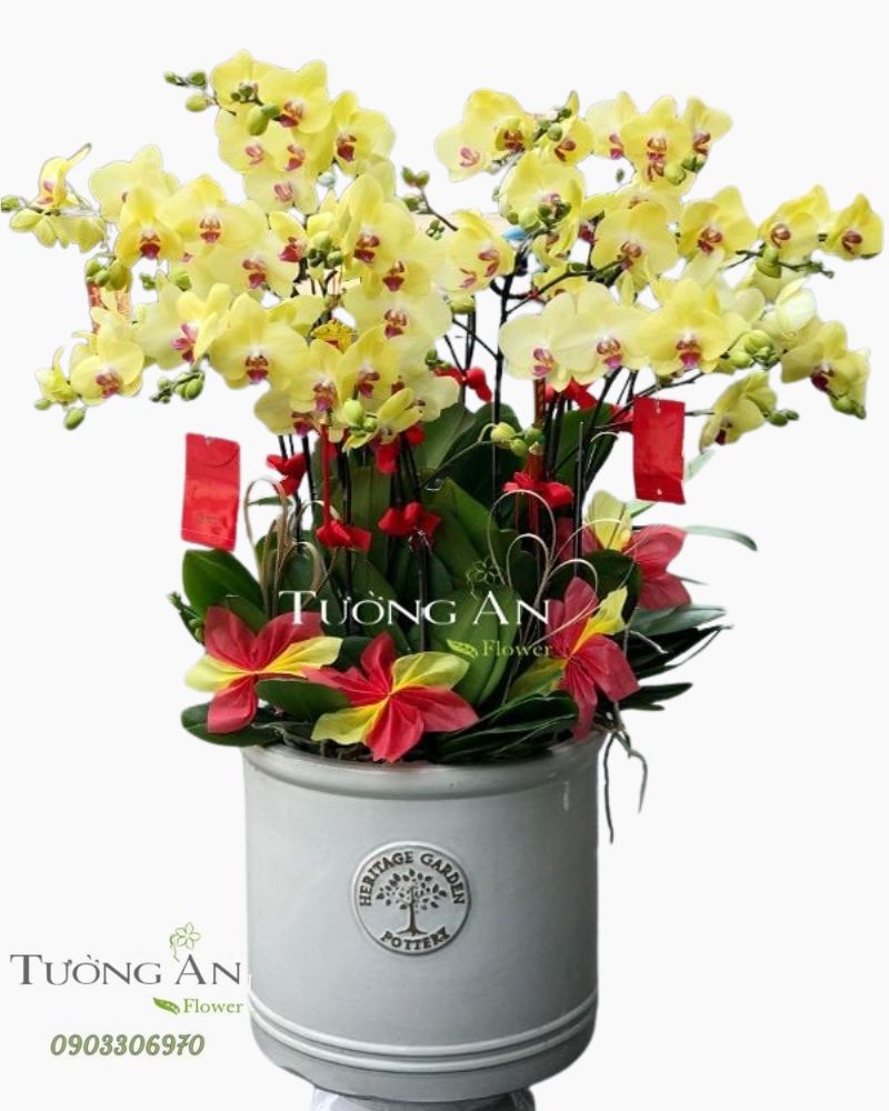  Chậu Hoa Lan Hồ Điệp 15 Cây Vàng - S934 