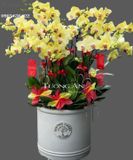  Chậu Hoa Lan Hồ Điệp 15 Cây Vàng - S934 
