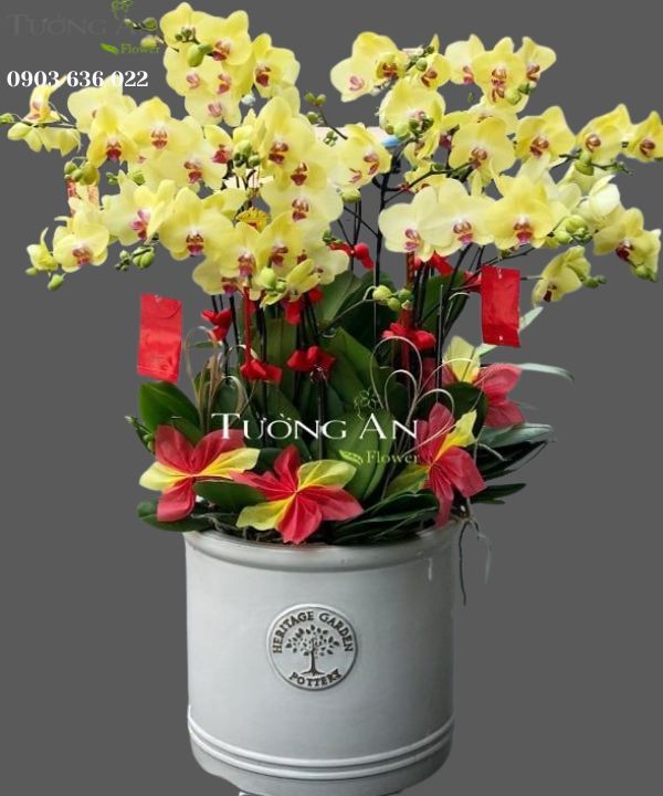  Chậu Hoa Lan Hồ Điệp 15 Cây Vàng - S934 