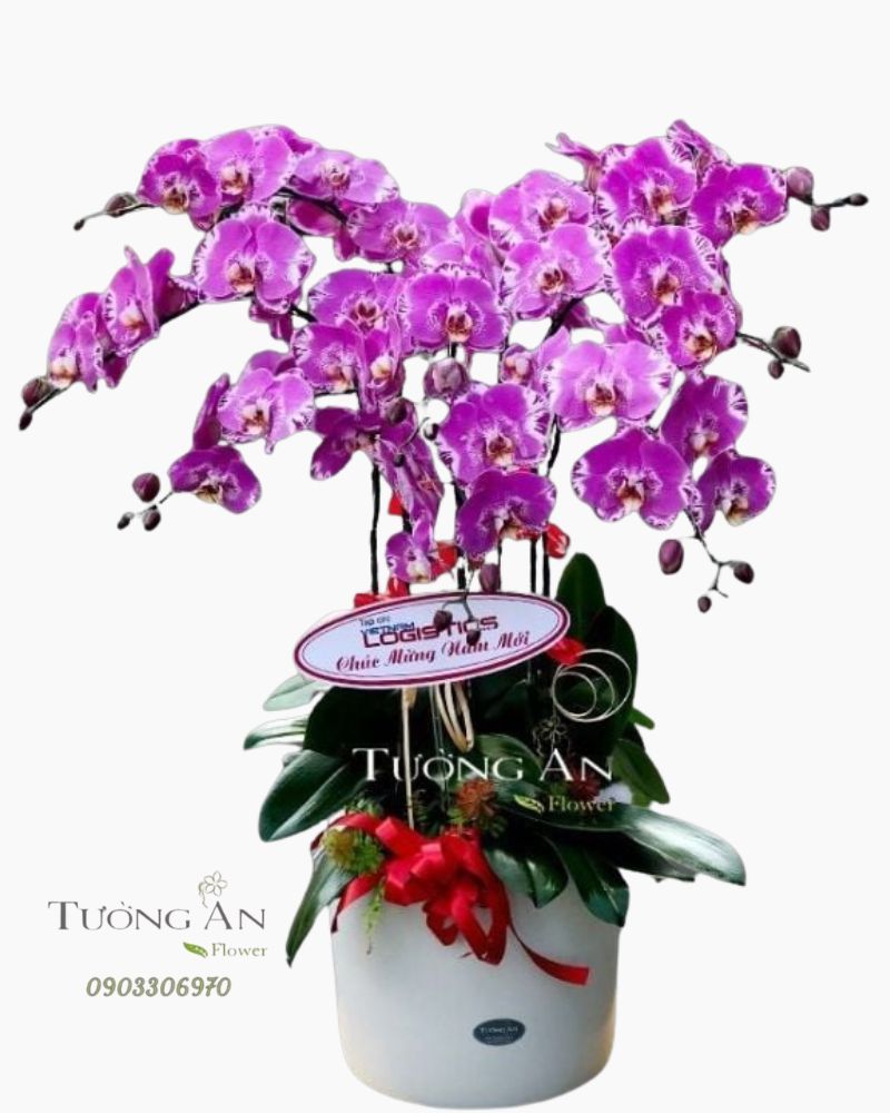  Chậu Hoa Lan Hồ Điệp 8 Cây - S939 