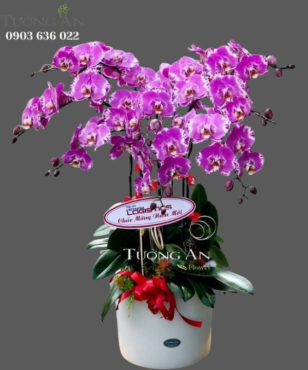  Chậu Hoa Lan Hồ Điệp 8 Cây - S939 