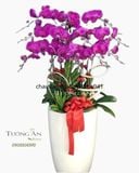  Chậu Hoa Lan Hồ Điệp Đẹp - S950 