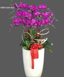  Chậu Hoa Lan Hồ Điệp Đẹp - S950 
