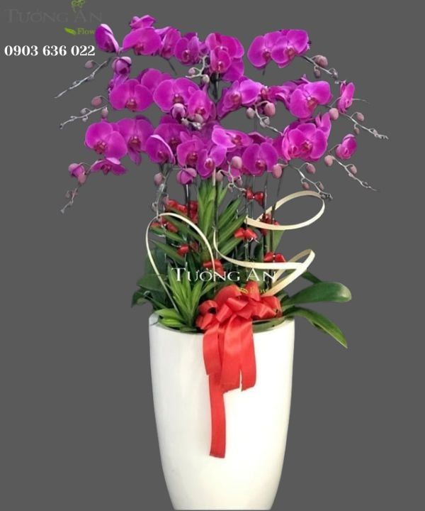  Chậu Hoa Lan Hồ Điệp Đẹp - S950 