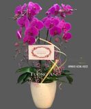  Chậu Hoa Lan Hồ Điệp - S932 