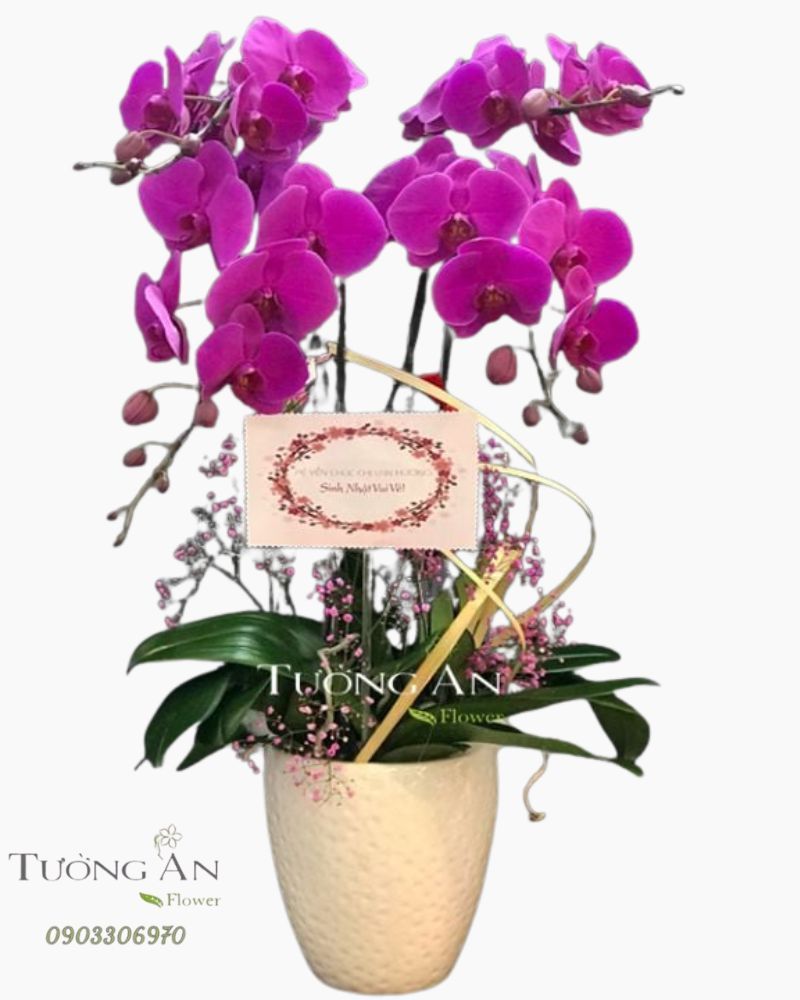  Chậu Hoa Lan Hồ Điệp - S932 