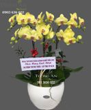  Chậu Hoa Lan Hồ Điệp Vàng 6 Cây - S940 