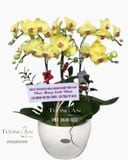  Chậu Hoa Lan Hồ Điệp Vàng 6 Cây - S940 