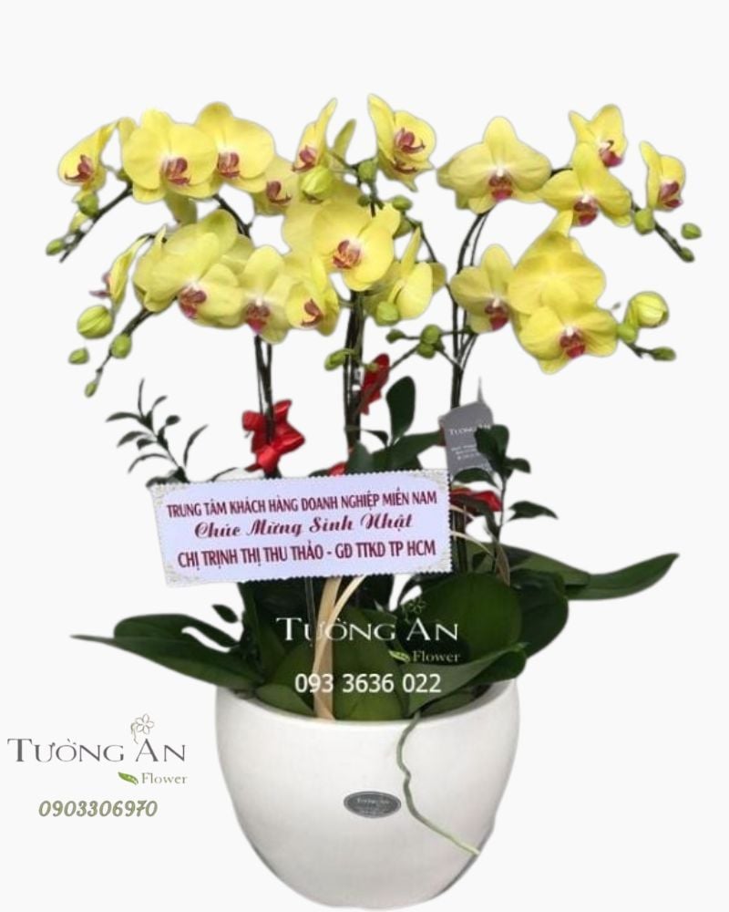  Chậu Hoa Lan Hồ Điệp Vàng 6 Cây - S940 