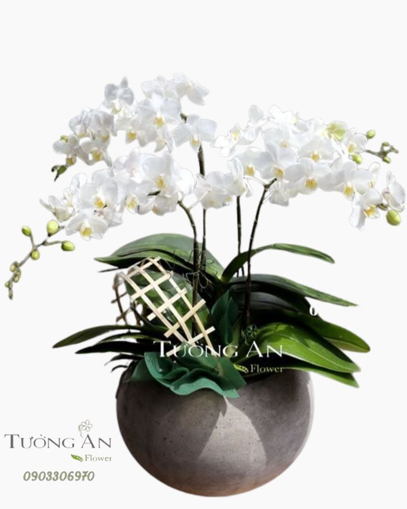  Chậu Hoa Lan Thơ Ngây - S659 