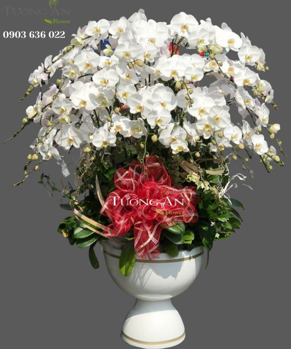  Chậu Hoa Lan Xoay Tròn -S953 