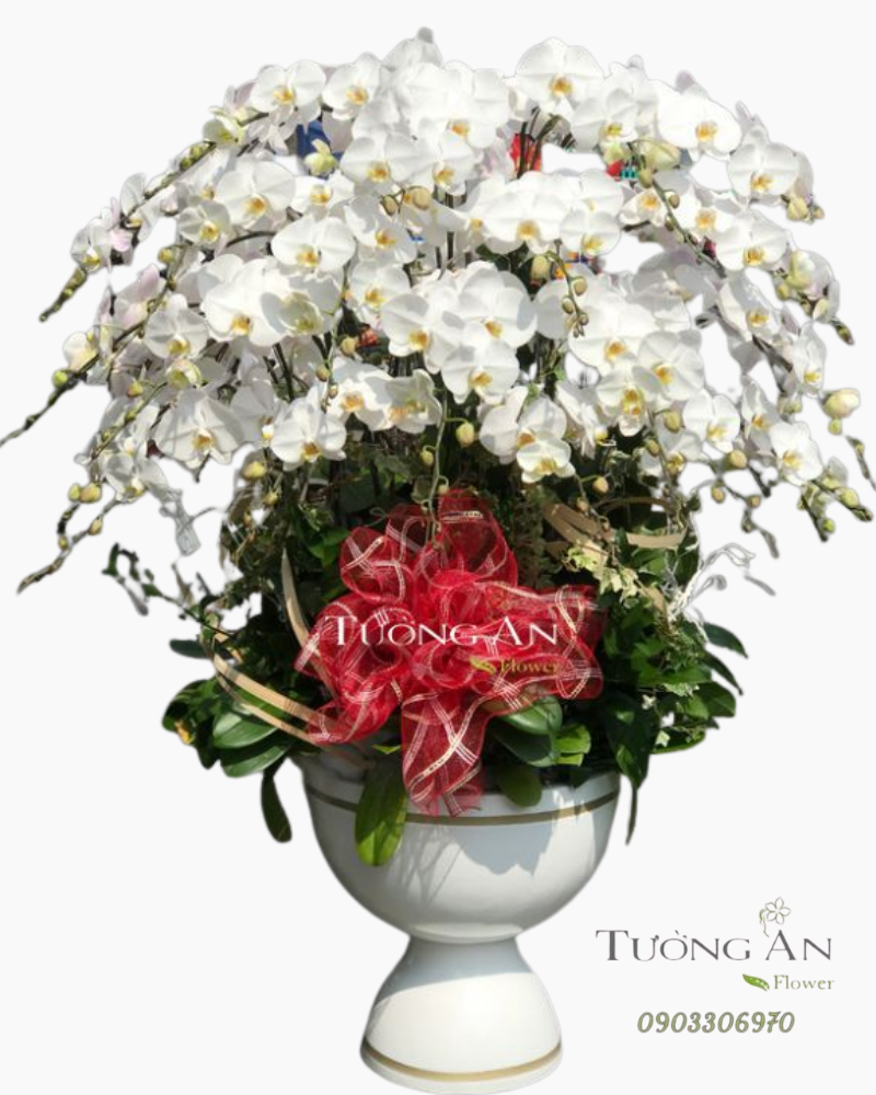  Chậu Hoa Lan Xoay Tròn -S953 