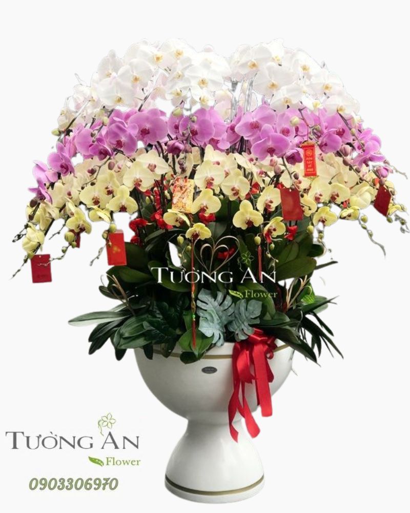 Chậu Hoa Lan Xoay Tròn - S955 