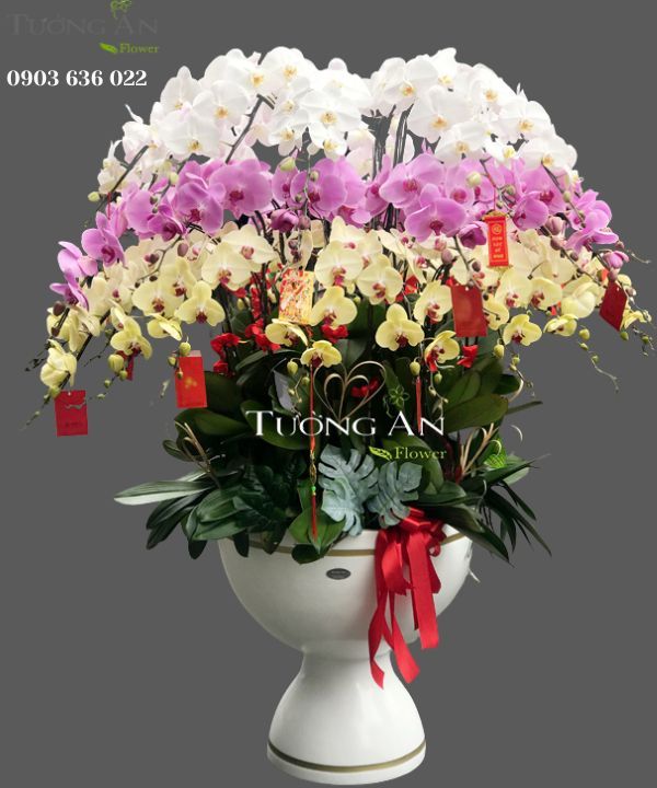  Chậu Hoa Lan Xoay Tròn - S955 