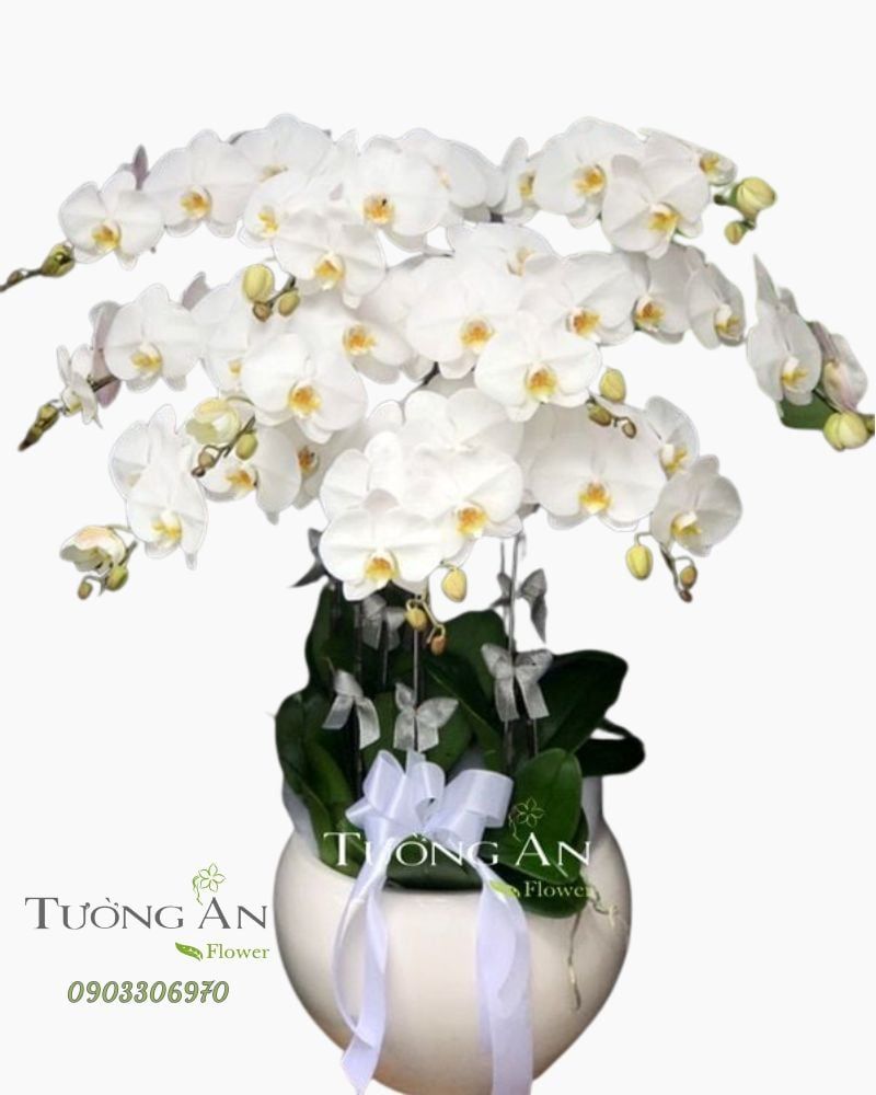  Chậu Hoa Viếng Sáng Người - S684 