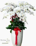  Chậu Lan Điệp trắng - S670 