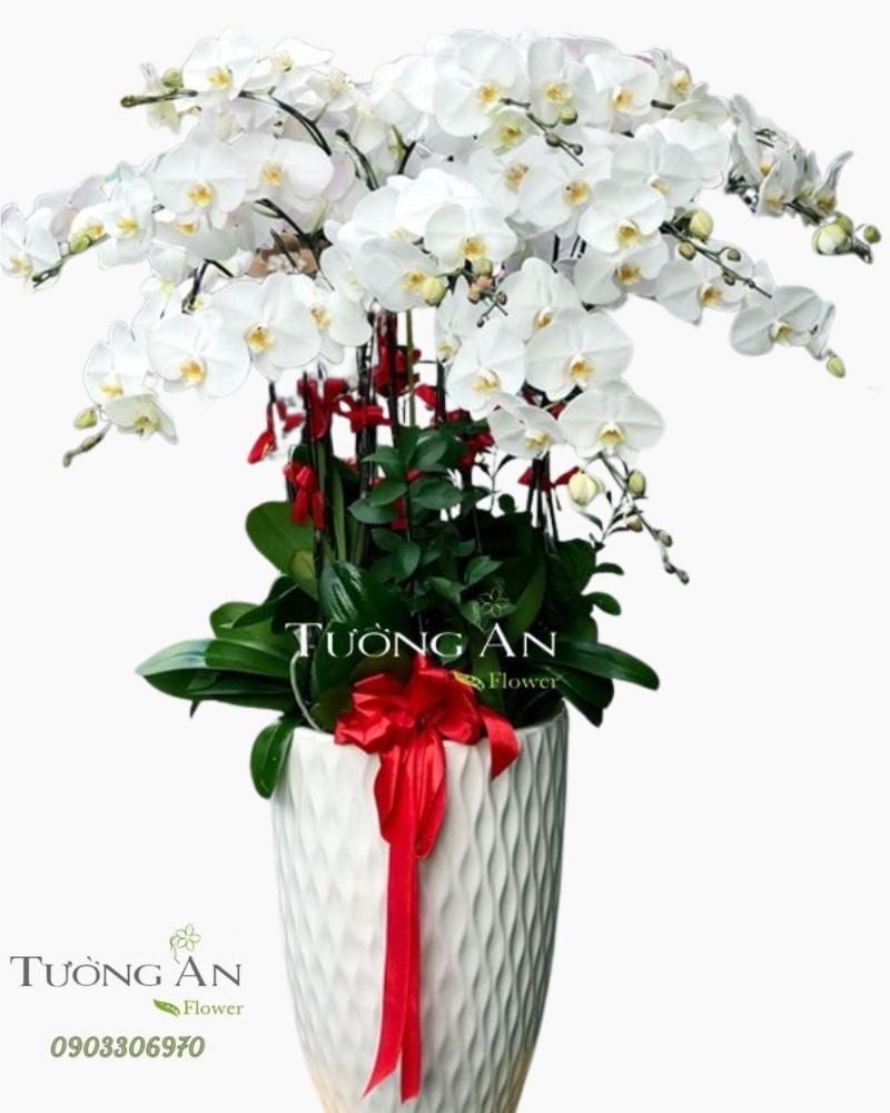  Chậu Lan Điệp trắng - S670 