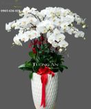  Chậu Lan Điệp trắng - S670 