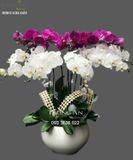  Chậu Lan Hồ Điệp 10 Cành - S943 