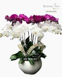  Chậu Lan Hồ Điệp 10 Cành - S943 