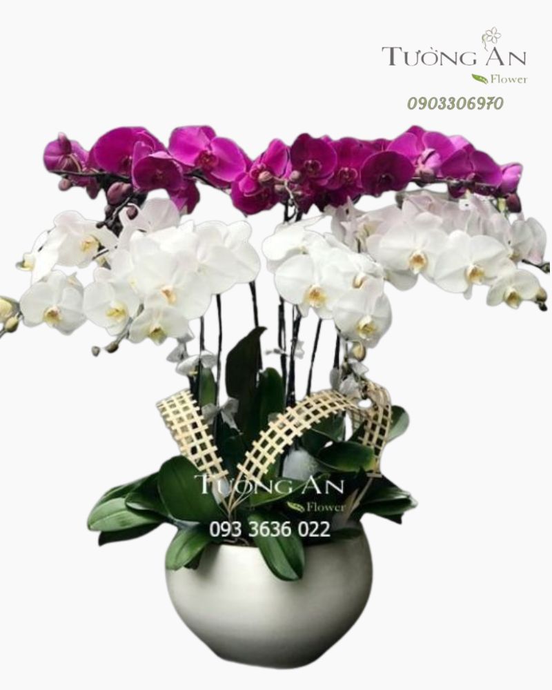  Chậu Lan Hồ Điệp 10 Cành - S943 