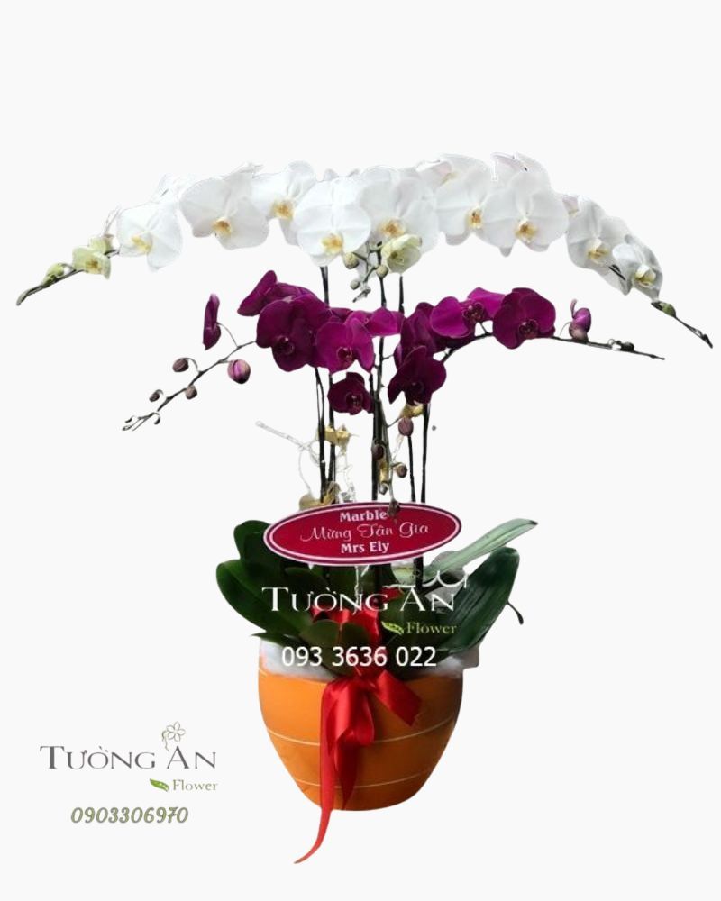  Chậu Lan Hồ Điệp 6 Cành - S852 