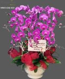  Chậu Lan Hồ Điệp 9 Cành - S942 
