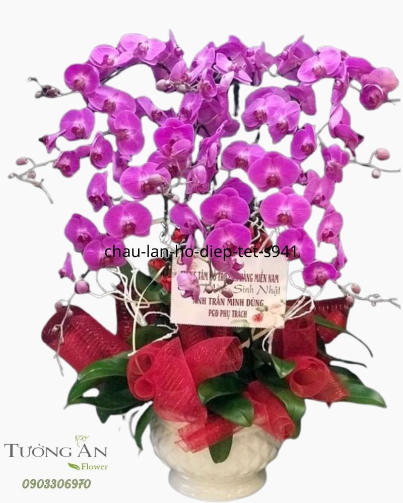  Chậu Lan Hồ Điệp 9 Cành - S942 