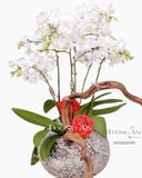  Chậu Lan Hồ Điệp Ánh Sáng Tương Lai - S657 