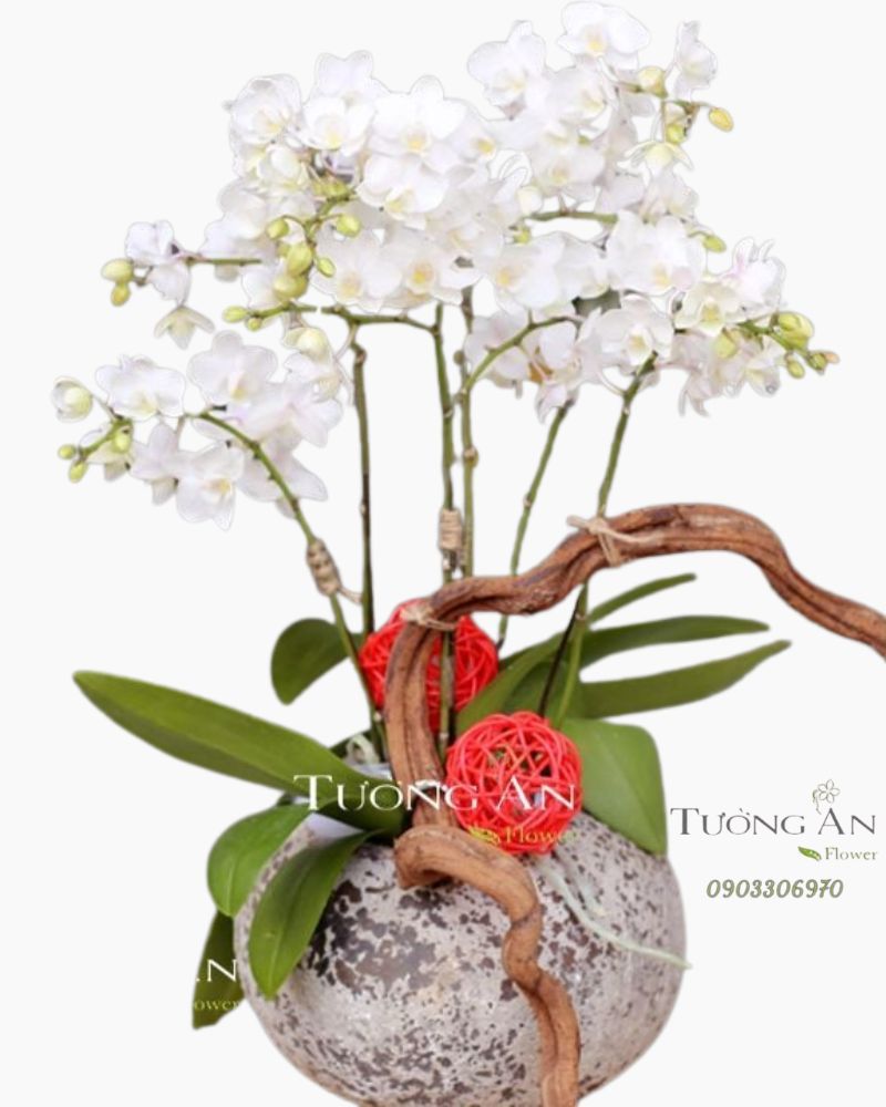  Chậu Lan Hồ Điệp Ánh Sáng Tương Lai - S657 