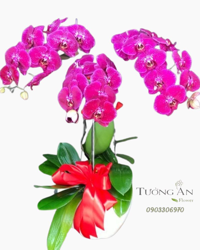  Chậu Lan Hồ Điệp Bình An - S802 