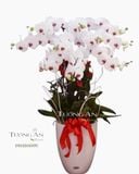  Chậu Lan Hồ Điệp Bình Yên - S748 