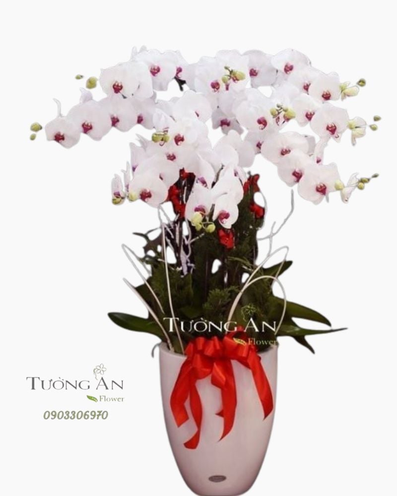 Chậu Lan Hồ Điệp Bình Yên - S748 