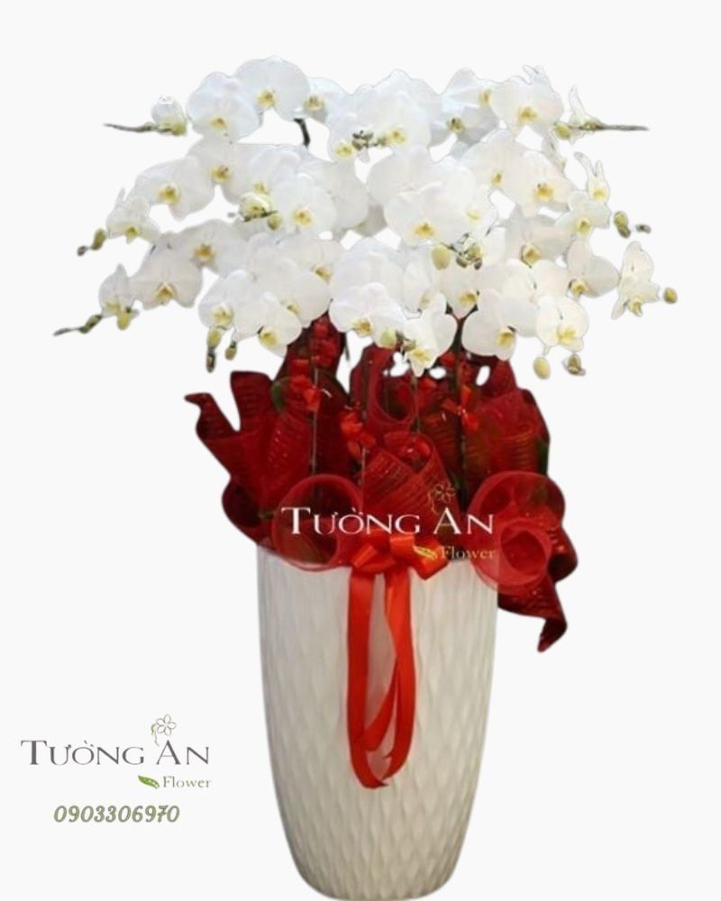  Chậu Lan Hồ Điệp Bướm Trắng - S747 