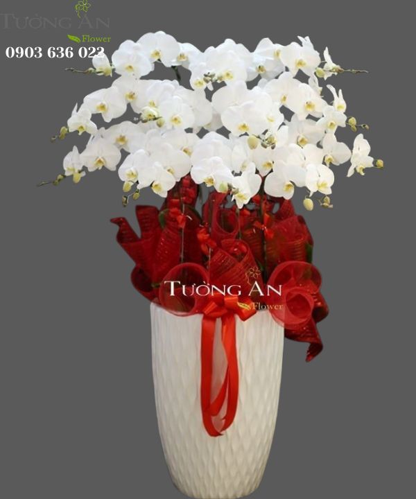  Chậu Lan Hồ Điệp Bướm Trắng - S747 