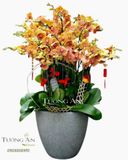  Chậu Lan Hồ Điệp Cam - S805 