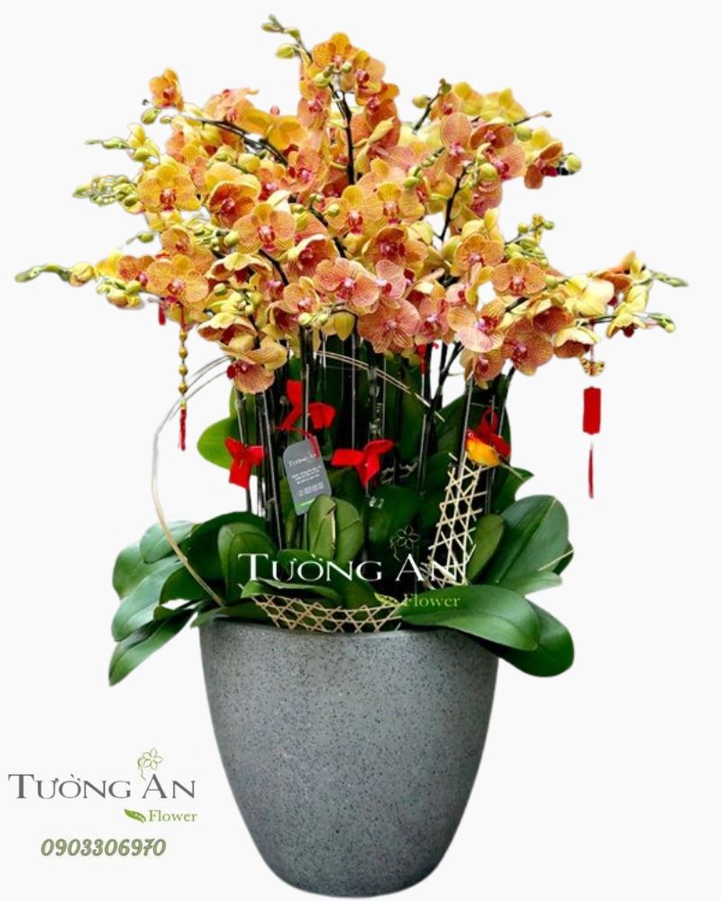  Chậu Lan Hồ Điệp Cam - S805 