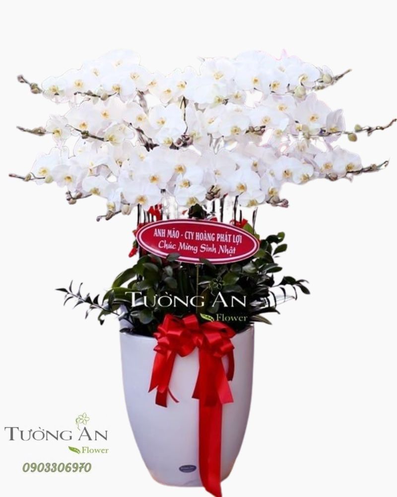  Chậu Lan Hồ Điệp Cát Tường - S749 