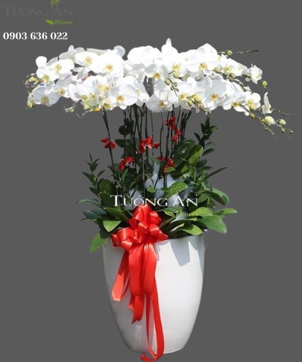  Chậu Lan Hồ Điệp Xoay Tròn - S965 