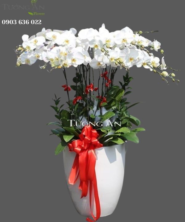  Chậu Lan Hồ Điệp Xoay Tròn - S965 