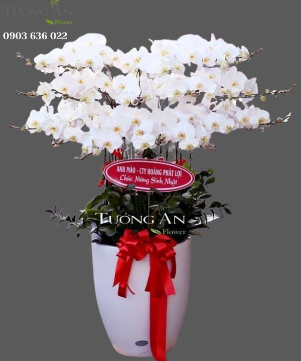  Chậu Lan Hồ Điệp Cát Tường - S749 