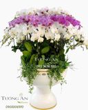  Chậu Lan Hồ Điệp Chiến Thắng - S755 