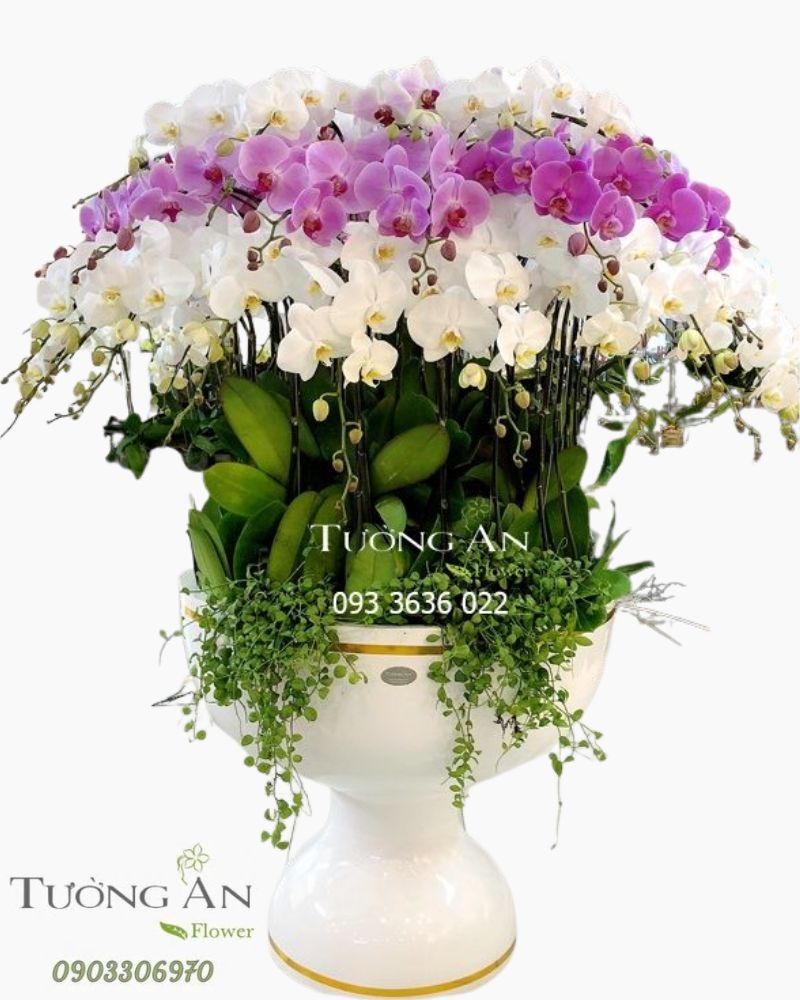  Chậu Lan Hồ Điệp Chiến Thắng - S755 