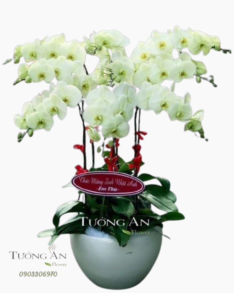  Chậu Lan Hồ Điệp Cửu Đỉnh - S693 